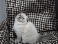 Sağlık ve ırk garantili bebek scottish fold