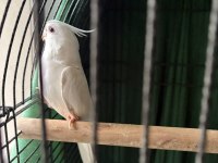 Sultan papağanı erkek