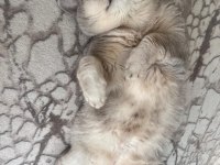 Ücretsiz british shorthair kedimiz