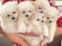 Pomeranian (Tilki Ve Ayı Suratlının Melezleri)