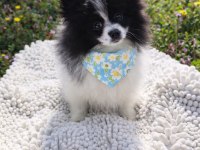 DİŞİ PANDA POMERANİAN BOO