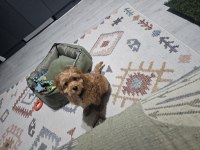 4 aylık maltipoo