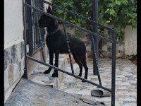 Siyah 6 Aylık Dişi Belçika Kurdu