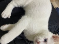 BEYAZ TÜYLÜ MAVİ GÖZLÜ british shorthair