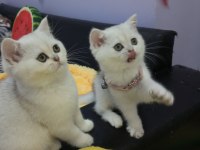Silver chinchilla rengi safkan son kalan yavrumuz