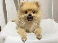 2 Aylık Pomeranian Boo