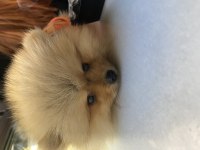 Pomeranian boo
