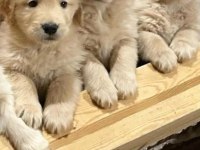 A kalite golden retriever