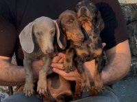 Aşıları bitmiş tuvalet eğitimli sosis dachshund yavrular