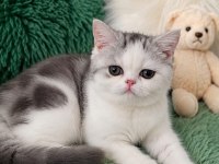 Çok tatlı yavru kedimiz