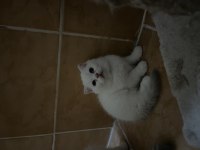 İki aylık british shorthair yavrularım sahiplendirecektir