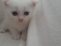Scottish Fold Beyaz ve Blue Point yavru