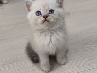 Sağlık garantili safkan kediler