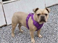 Kurulu Düzen Damızlık French Bulldoglar
