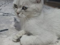 British shorthair Kısır Dişi