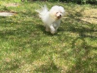 1 yaşında erkek Maltese terrier yeni yuvasını arıyor