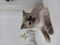 Scottish fold blue point 2 yaş dişi