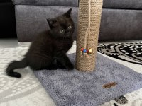 British shorthair