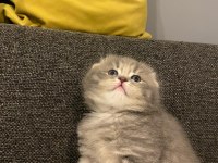 1 aylık scottish fold bebekler