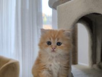 Golden british longhair yavrularımız
