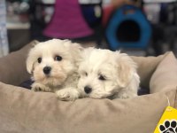 SAFKAN MALTESE YAVRULARIMIZ VONALP GARANTİSİYLE 
