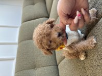 Minik maltipoo yavrum Dobby