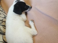 Jack russell uzun bacak