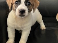 Jack Russell terrier erkek