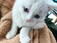 2 aylık british shorthair odd eyes