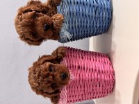 Toy poodle 50 günlük