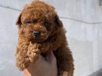 Toy Poodle Safkan Yavrular