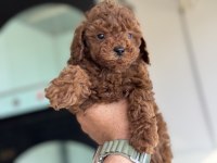 Yasal ruhsatlı çifrlikde ziyarete açık toy poodle 