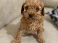 Bir avuç mutluluk toy poodle bebeklerimden