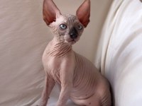 Safkan sphynx (sfenks) 2 aylık, 1 erkek 2 dişi