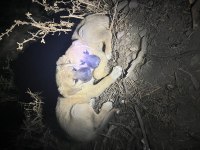 Kangal - Anadolu çoban köpeği ve Akbaş yavrusu