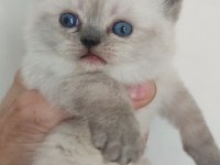 Blue point kedimiz