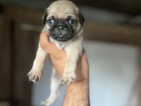 Kısa bacak pug sıfır burun İri kemik yapısı