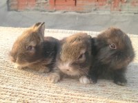 Aslanbaş ve teddy lop tavşanı yavrular