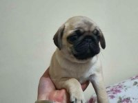 Pug bebeğim