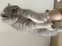 Yavru british shorthair