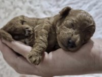 Toy Poodle
