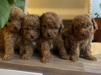 Orjinal Toy Poodle Yavrularım