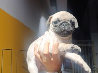 Erkek pug bebek tuvalet eğitimli