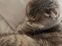 Ücretsiz sahiplendirme scottish fold kedimiz