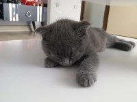 Yavru kedi