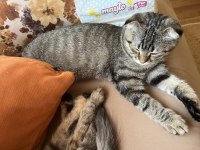 Kedime acil yuva arıyorum
