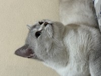 Sahiplendirme British shorthair 1.5 yaşında