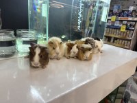 GİNEPİG YAVRULARI GELMİŞTİR CİTYPETSHOP