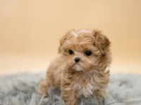 Maltipoo yavrularımız