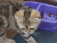 3 aylık eğitimli dişi scottish fold